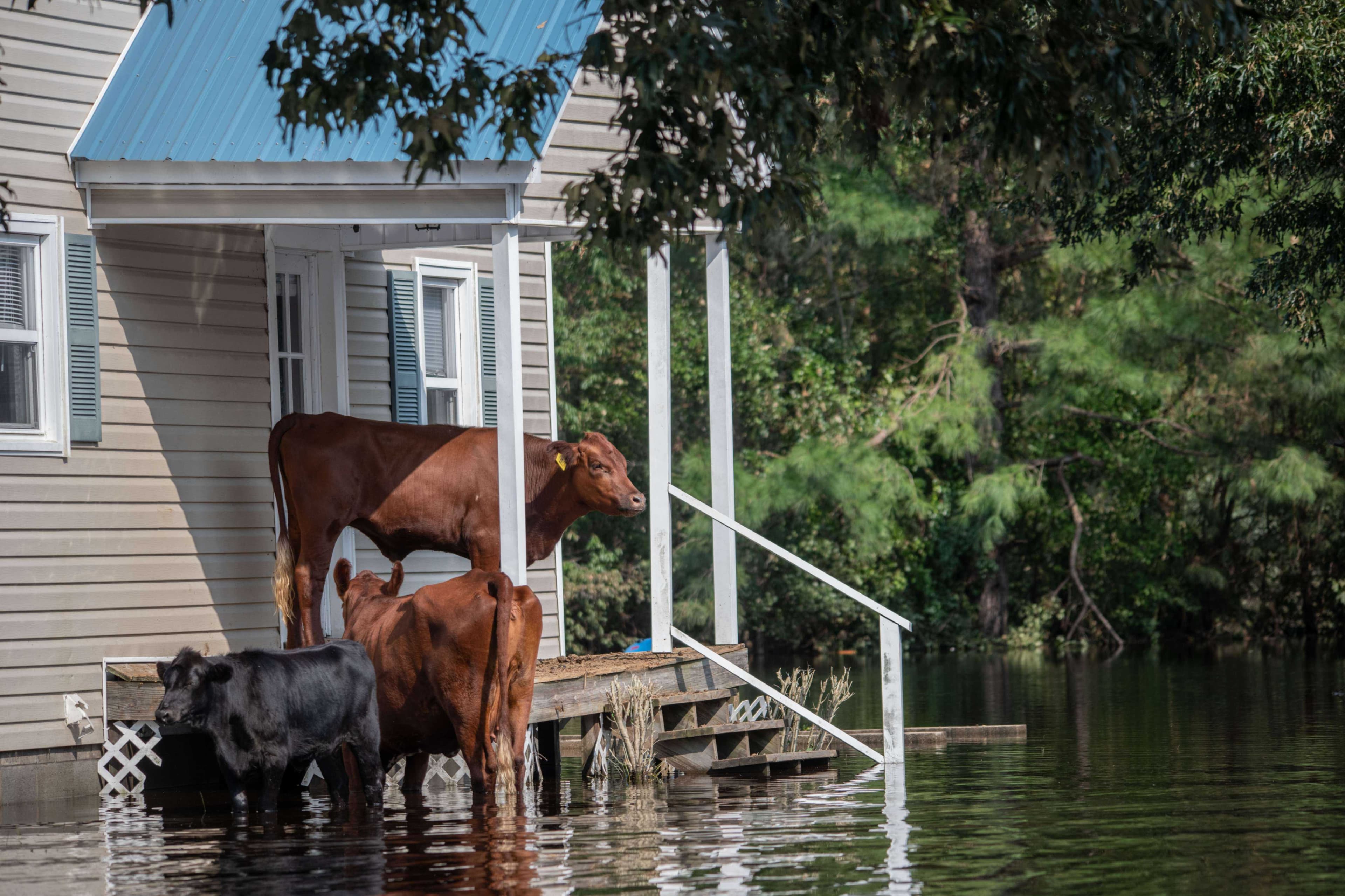 Nature estimates US housing prices overvalued by $237 billion without climate risks
